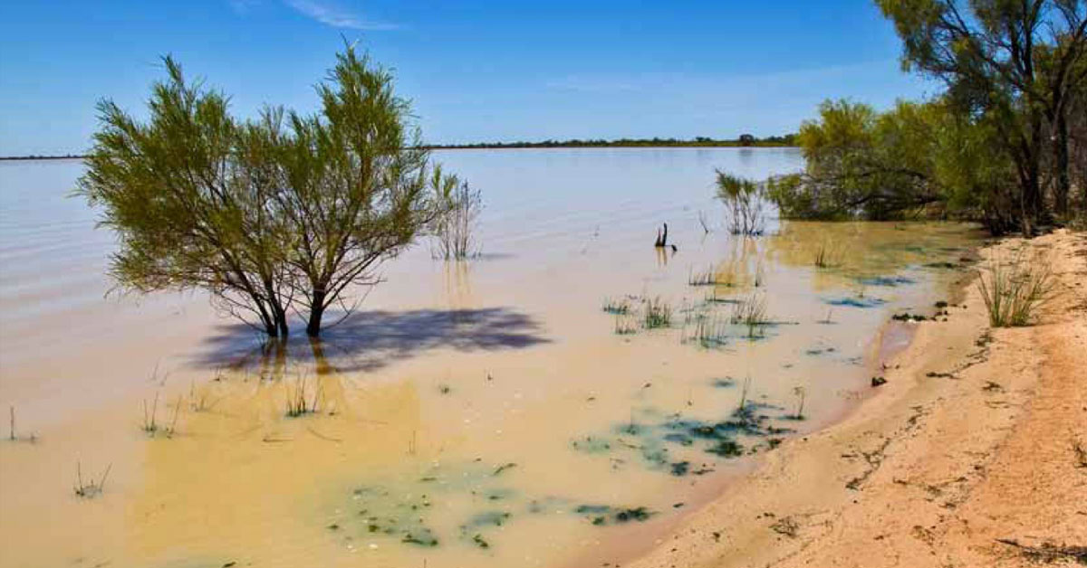 Wildlife hot spot - Currawinya National Park