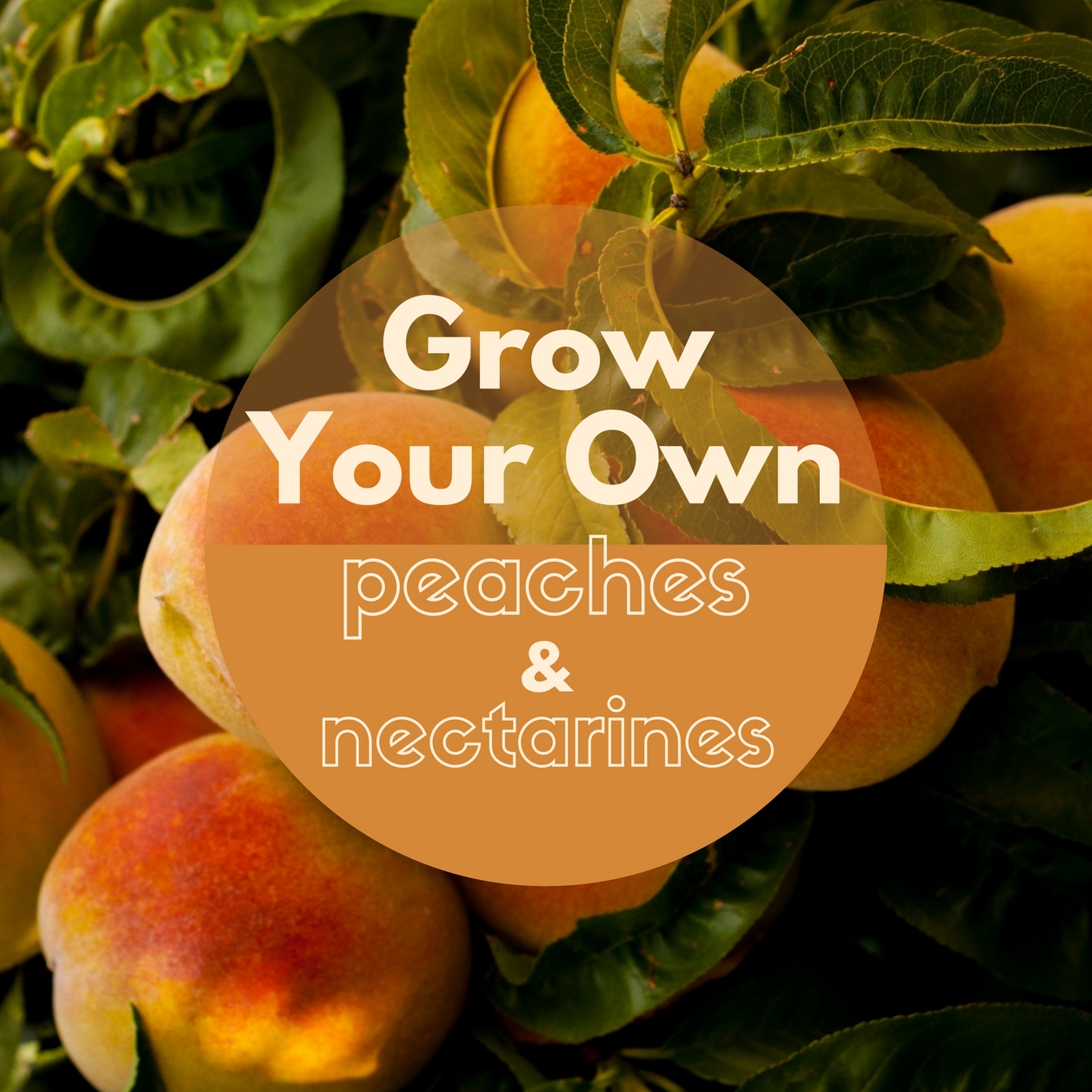 Grow Your Own Peaches and Nectarines