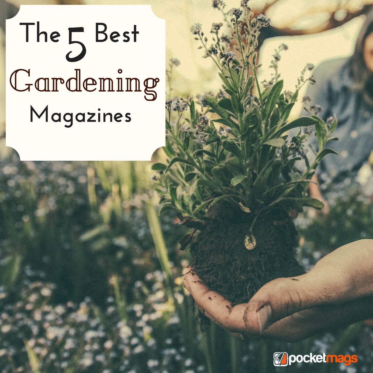 The 5 Best Gardening Magazines