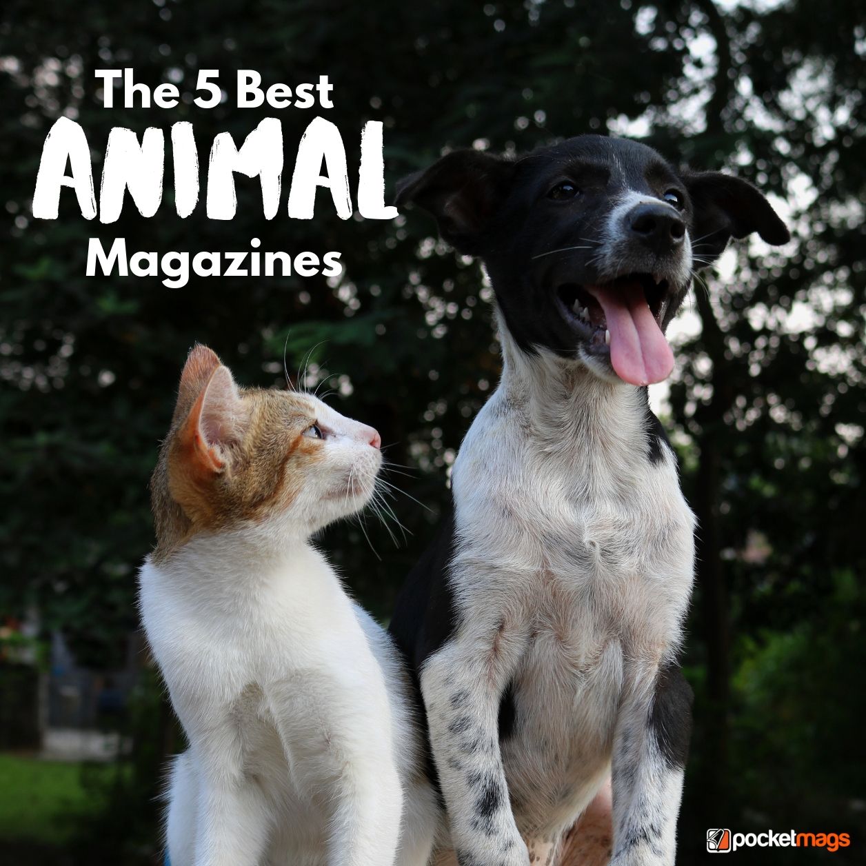 The 5 Best Animal Magazines